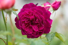Munstead Wood Roses In Garden. English Rose Munstead Wood