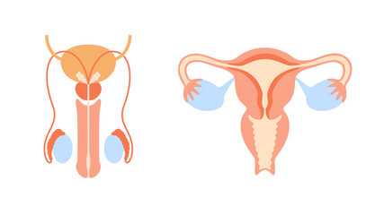 Sticker - Reproductive system concept