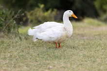 White Goose On A Green Grass