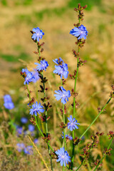 Canvas Print - Blue flowers of common chicory (Cichorium intybus) on a meadow