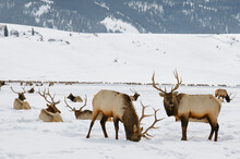 Sleigh Ride To Herd Of Elk Wintering At The National Elk Refuge In Wyoming With Millers Butte And Table Mountain