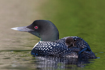 common loon or great northern diver (gavia immer) with baby
