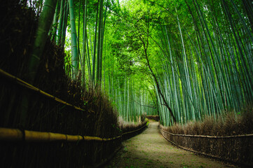  Bamboo forest after stormy day in Arashiyama, Kyoto, Japan. This place is very famous for tourists.