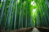 Fototapeta Bambus - Bamboo forest 'Chikurin' in Arashiyama, Kyoto, Japan. 
A quiet bamboo forest path without people. It is usually full of tourists.