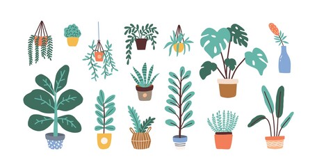 Wall Mural - Set of different tropical house plant. Ficus, monstera, protea, pellaea, succulent in various pot, vase. Scandinavian cozy home decor. Flat vector cartoon illustration isolated on white