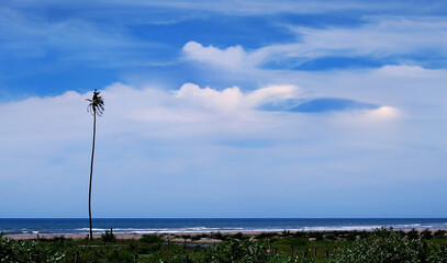 a coconut tree on the beach