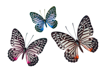 Wall Mural - Colorful butterfly wings isoalted on white background