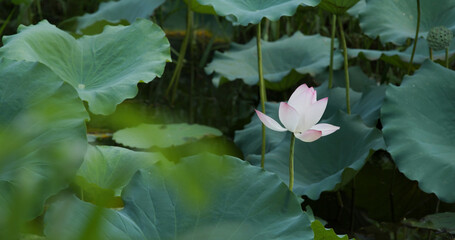 Sticker - Lotus flower plant in water pond