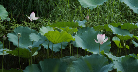 Sticker - Lotus flower plant in water pond