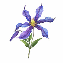 Branch With Violet Flower Of Garden Plant A Clematis Sizaia Ptitsa (Clematis Integrifolia). Watercolor Hand Drawn Painting Illustration Isolated On White Background.