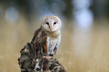Magnificent Barn Owl Perched On A Stump In The Forest (Tyto Alba) . Western Barn Owl In The Nature Habitat.