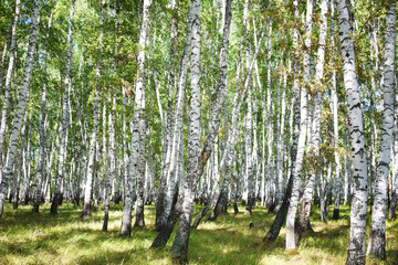 Russian forest 2