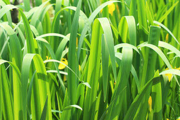 green grass on white background