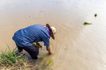 Wall Mural - farmer work. rice seedlings are ready for planting with soft-focus and over light in the background