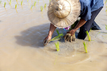 Wall Mural - farmer work. rice seedlings are ready for planting with soft-focus and over light in the background