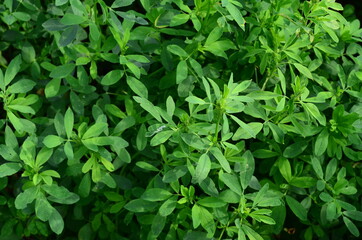 Alfalfa, also called lucerne and called Medicago sativa in binomial nomenclature, is a perennial flowering plant in the legume family Fabaceae.