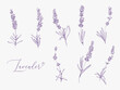 Lavender illustration with herbs and lettering. Watercolor outline vintage sketch on white background. Vector botanical paking or card design.