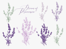 Lavender Illustration With Herbs And Lettering. Watercolor Outline Vintage Sketch On White Background. Vector Botanical Paking Or Card Design.