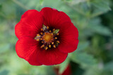Fototapeta Maki - Red poppy flower against green leaves background
