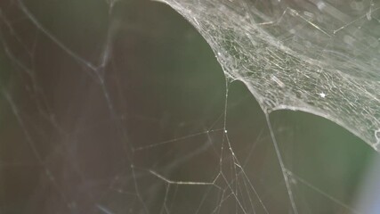 Spider Web on the Wind