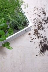 Poster - Vertical shot of the green plants next to the soil