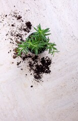 Poster - Houseplant fallen on a white surface surrounded by spilled soil