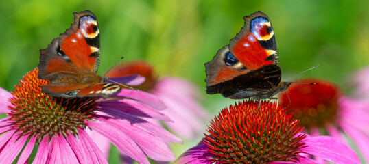  panoramic view - the garden with Echinacea flowers and peacock butterflies