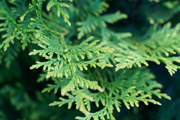 thuja green tree macro . High quality photo