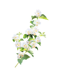 Wall Mural - Branch of jasmine with flowers