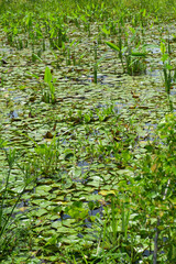 Poster - green pantanal in the plains of venezuela