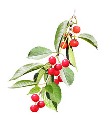 Poster - Cherry tree branch with red berries and leaves