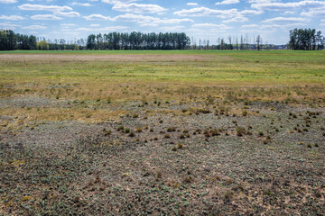 Wall Mural - Meadow in Mazowsze region of Poland