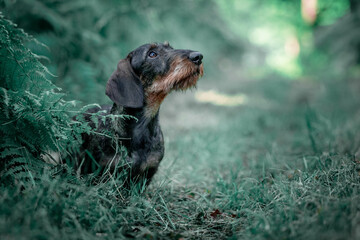 Wall Mural - Wirehaired dachshund in the forest