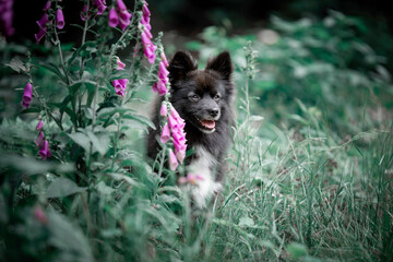 Poster - Beautiful Pomsky with flowers