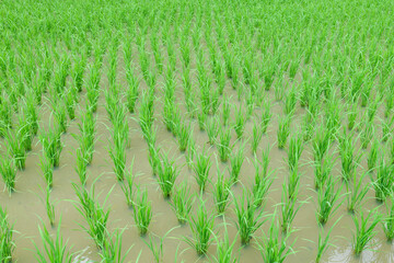 Green rice planted in the fields in summer