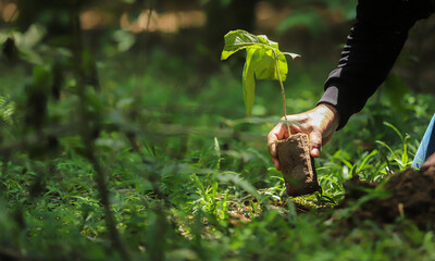 People planting trees in the forest.