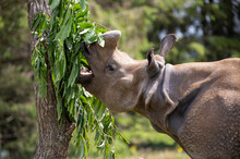 Rhino In A Zoo Feeding On Leaves