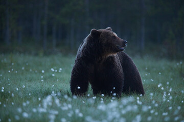 a large brown bear called brutus looking for some food during nighttime in a finnish swamp near russ