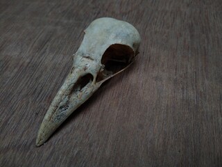 Raven skull closeup view