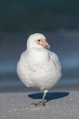 Wall Mural - Snowy Sheathbill