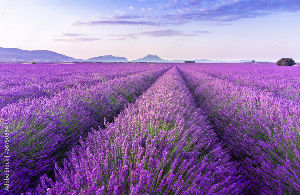 Lavender field summer sunrise landscape near Valensole. Provence, France - obrazy, fototapety, plakaty 