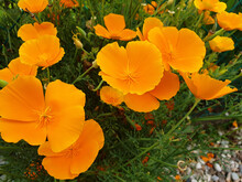 Bush Of Orange Flowers Eschscholzia Californica In The Garden.