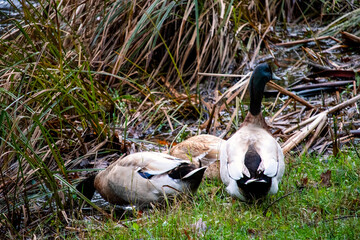 A trio of ducks walking around 2