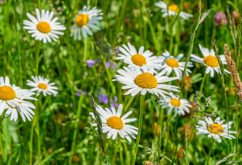 Sticker - flower meadow