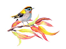 Bird At Autumn Branch With Red And Yellow Leaves. Watercolor