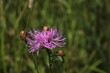 knapweed wild flower