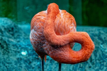 Wall Mural - close up of a flamingo