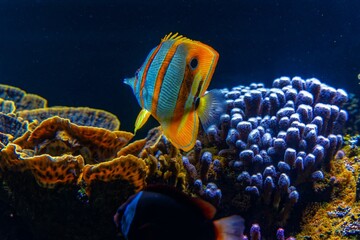 Canvas Print - tropical fish in aquarium