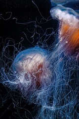 jellyfish in aquarium