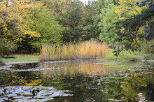 Autumn Landscape: Yellowed Reed On Duckweed Pond